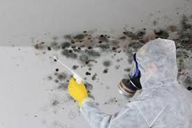 Why You Should Choose Our Mold Remediation Services in Bridgeport, WA